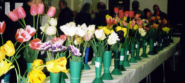 Heirloom Flower Tulip Show 1