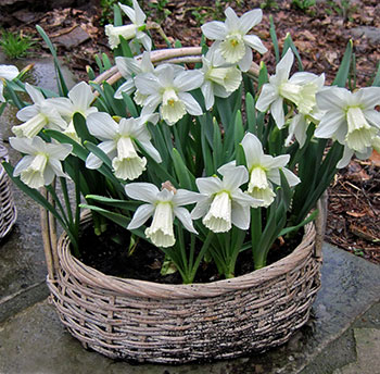 Jane’s Easy Daffodil Baskets– www.OldHouseGardens.com