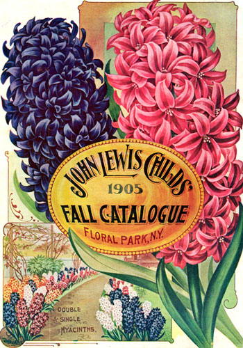 Hyacinth History 101 – www.OldHouseGardens.com