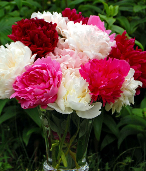 Try This at Home: Fresh Peonies Months from Now – www.OldHouseGardens.com