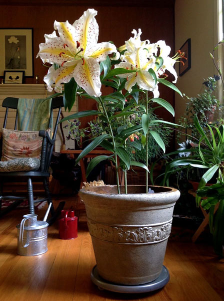 Learning from You: Lilies in the Living Room – ‘Gold-band’ lily, www.oldhousegardens.com
