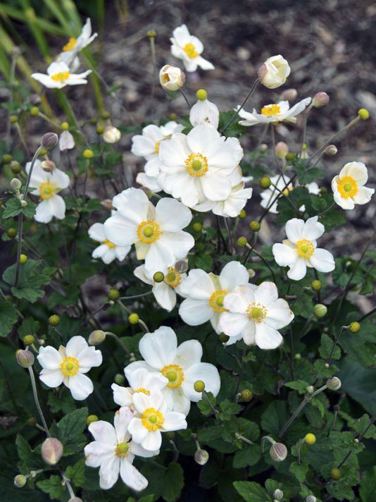 Heirloom Named 2016 Perennial Plant of the Year – www.OldHouseGardens.com
