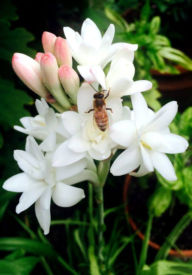 Buzzing about Pollinators: It’s National Pollinator Week! – www.OldHouseGardens.com