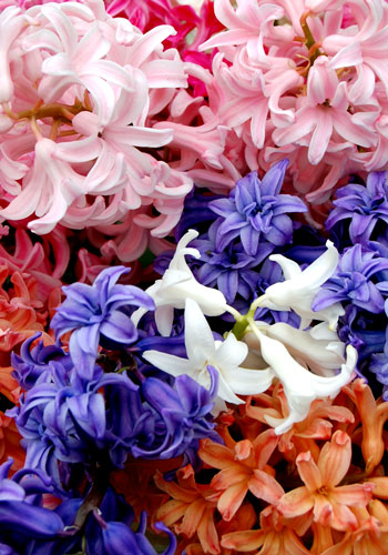 Looking Back: “Don’t Be Afraid of Hyacinths” – www.OldHouseGardens.com