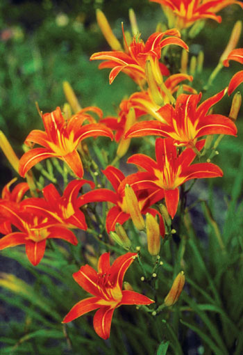 What Good is a Historic Daylily? – www.OldHouseGardens.com