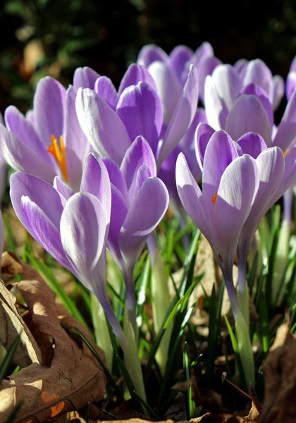 Forcing Crocus on Pebbles like Paperwhites – www.OldHouseGardens.com