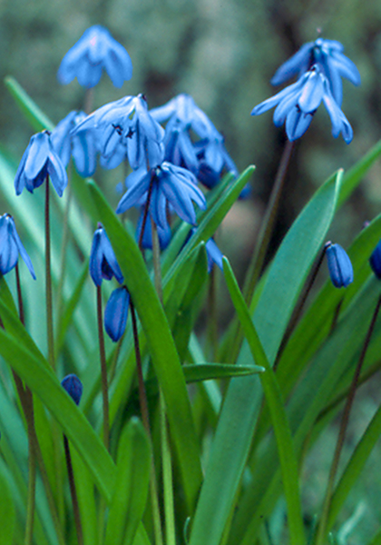 “Great Bulbs That Last” – www.OldHouseGardens.com