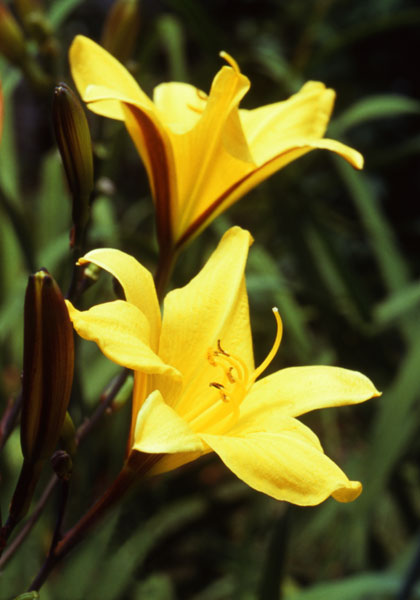 A Master’s Advice for Choosing Daylilies – www.OldHouseGardens.com