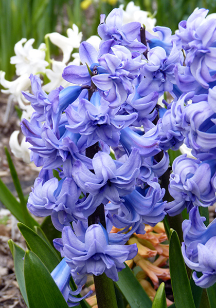 Double Hyacinths Go from Rejects to Super-Stars – www.OldHouseGardens.com