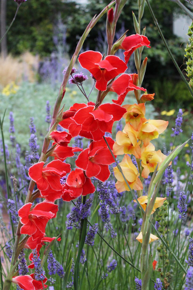 Rethinking (and Raving About) Glads – www.OldHouseGardens.com