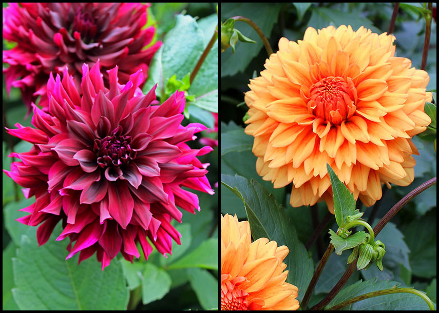 Customer Raves: Two Great Dahlias – www.OldHouseGardens.com