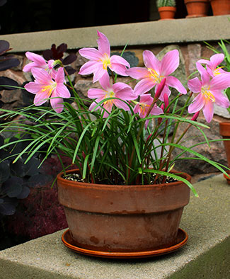 Brighten Your Summer with “House-Pot Lilies” – www.OldHouseGardens.com