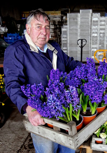 Meet Alan Shipp, the Hyacinth Master – www.OldHouseGardens.com