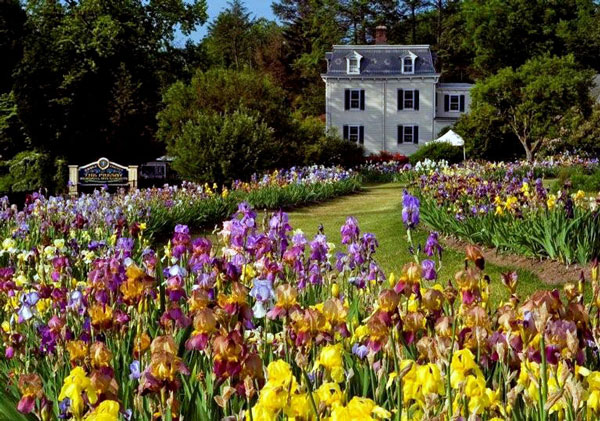 History in Bloom: Presby Memorial Iris Garden – www.OldHouseGardens.com