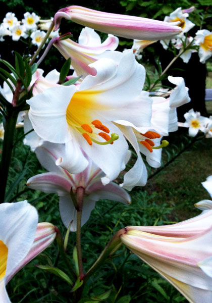 Regal Lilies Blooming in the Wilds of China – www.OldHouseGardens.com
