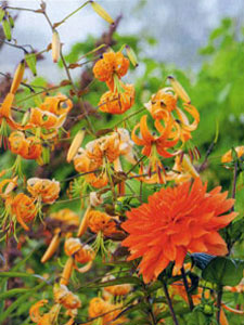 Henry’s Lily Stars in Historic English Gardens – www.OldHouseGardens.com