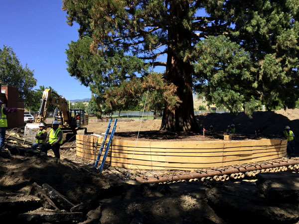Century-Old Sequoia Moved in Boise – www.oldhousegardens.com