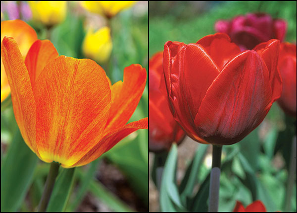Two Great Tulips Overcome Deer, March Planting – www.OldHouseGardens.com