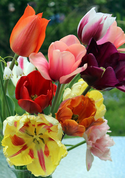 Martha Loves Tulips – and Us! – www.oldhousegardens.com