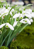 Magnet Snowdrop