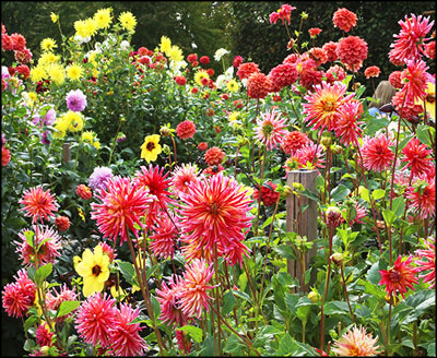 Dahlias_Longwood_FromFineGardening2Revd2.jpg