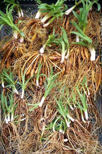 <i>Freshly dug daylilies, ready to ship</i>