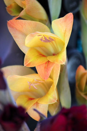 Boone gladiolus