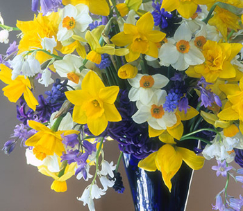 Daffodil Bouquet