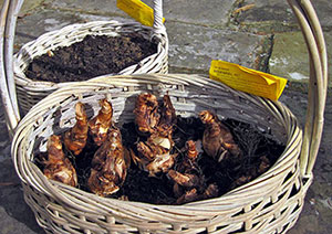 A Basket of Beersheeba Bulbs