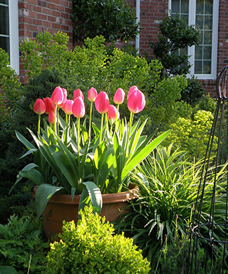 spring bulbs in containers