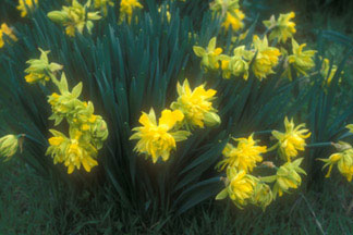 Van Sion daffodil in vacant lot near Murrell Home