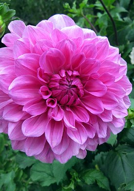 Mrs. I De ver Warner Heriloom Dahlia