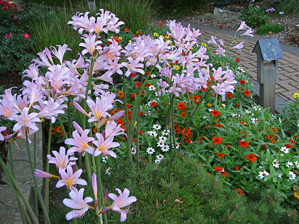 More About Surprise Lilies