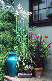 Tuberose on Porch