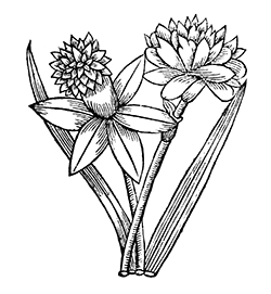 Van Sion Heirloom Double Daffodil florilegium of 1629.
