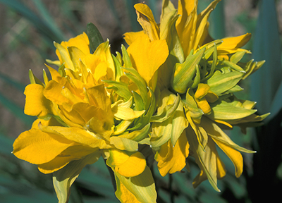 Van Sion Heirloom Daffodil in a Michigan garden.