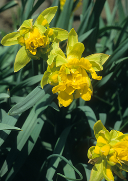 Van Sion Daffodil