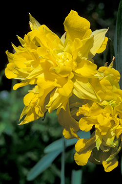 Van Sion Heirloom Daffodil relic planting in Williamsburg.