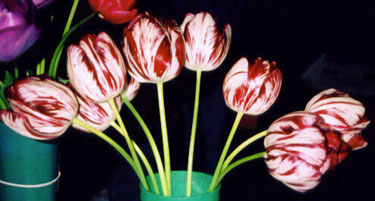 Heirloom Flower Wakefield Tulip