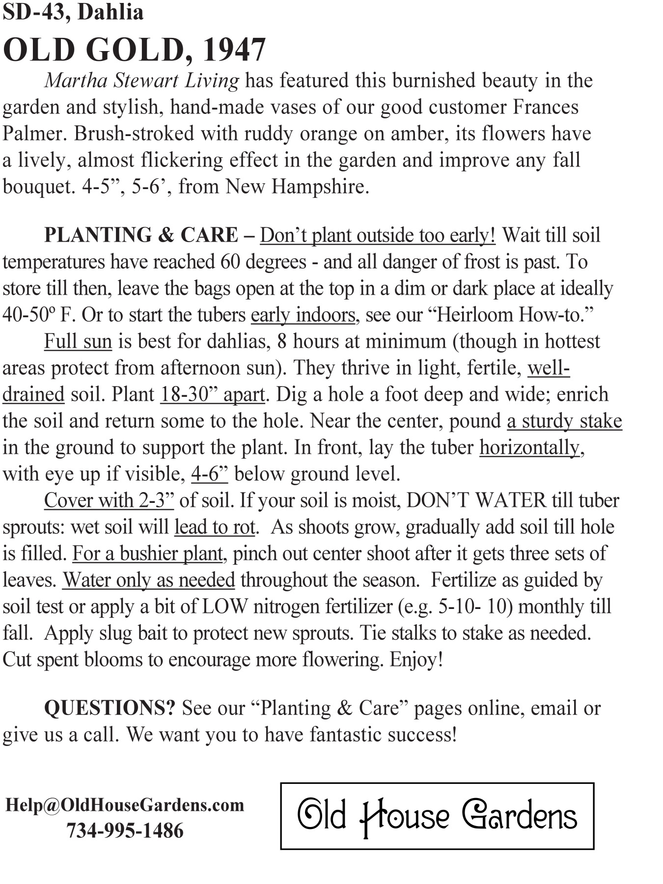 Old Gold dahlia bagtag