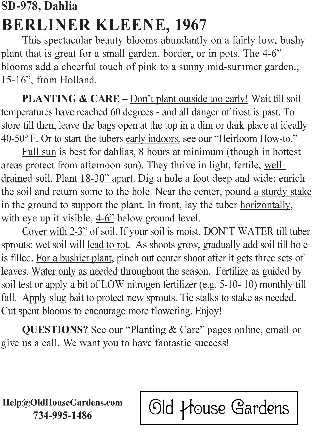 Berliner Kleene dahlia bagtag