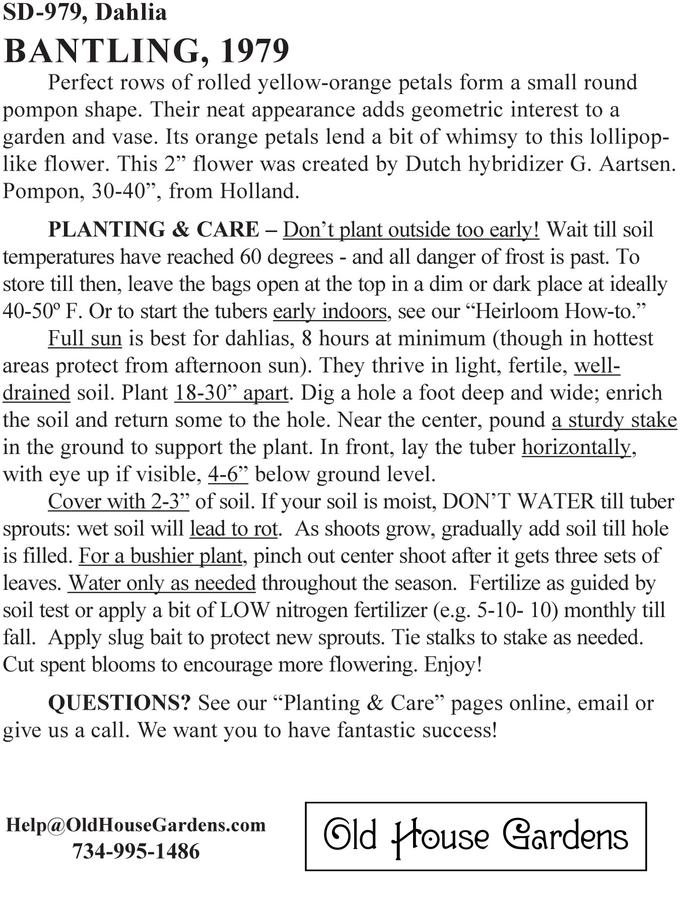 Bantling dahlia bagtag