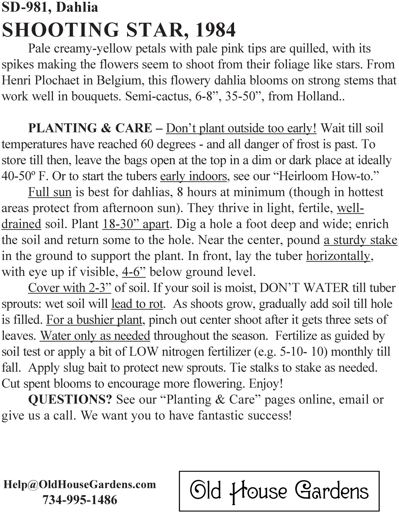 Shooting Star dahlia bagtag