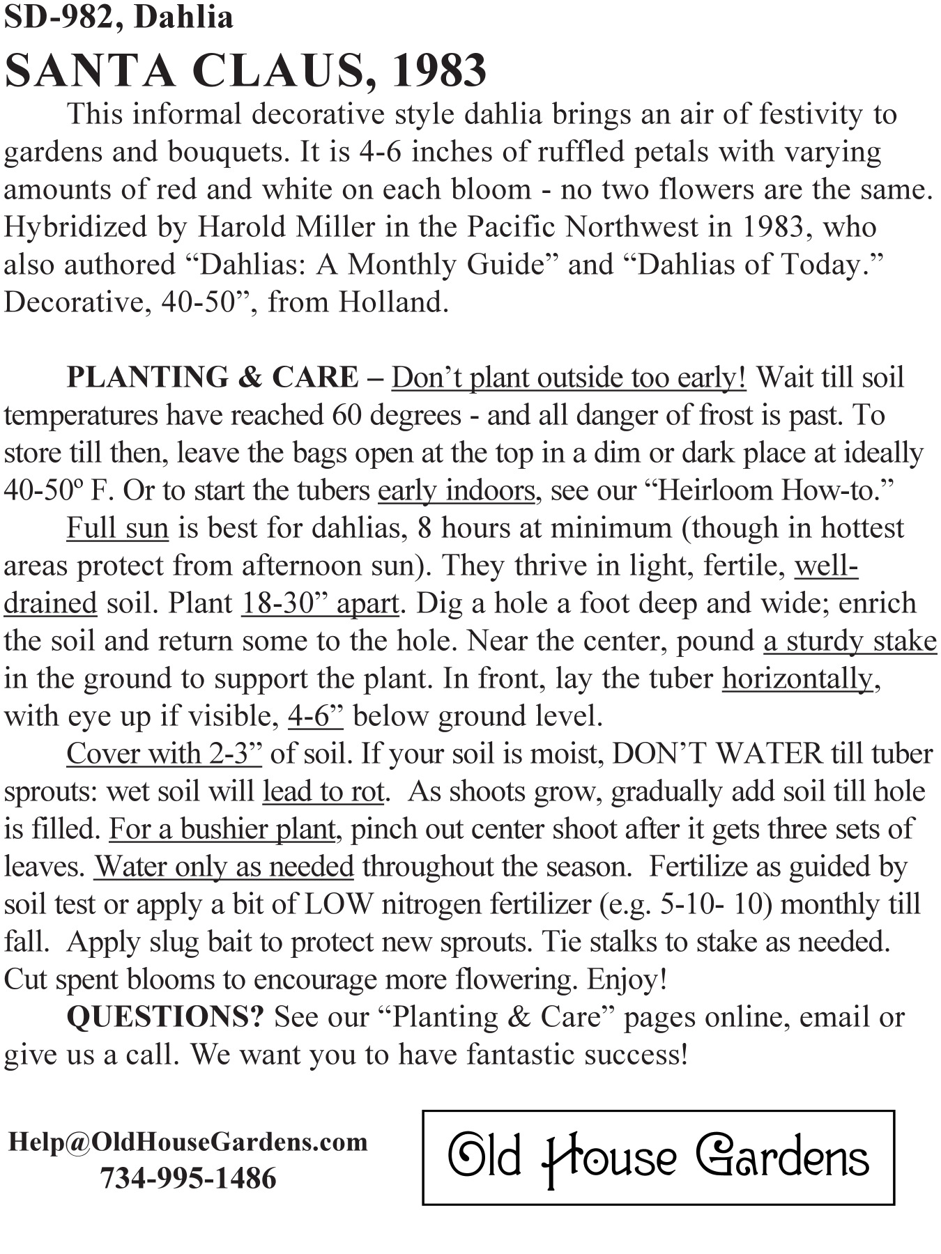 Santa Claus dahlia bagtag