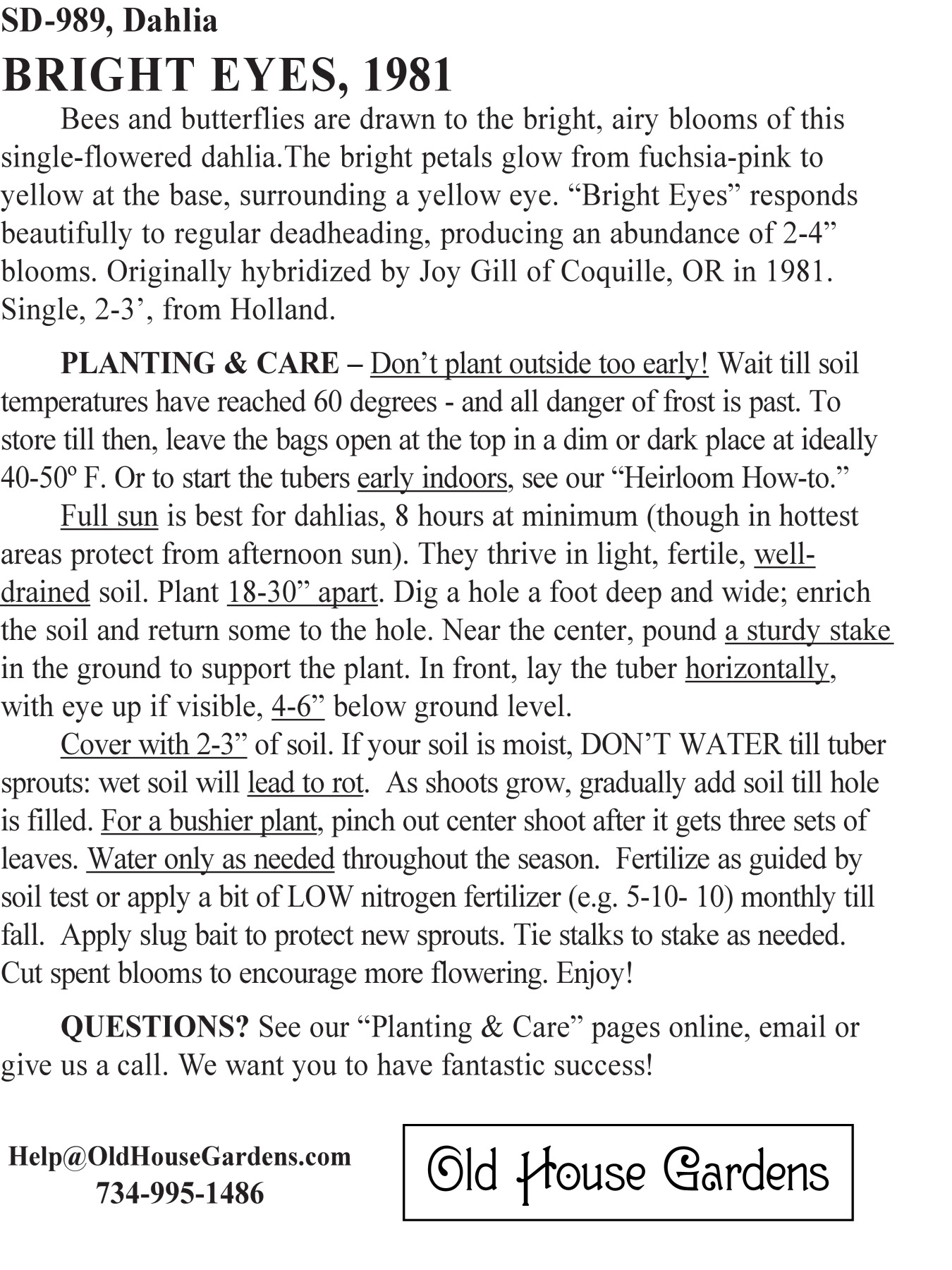 Bright Eyes dahlia bagtag