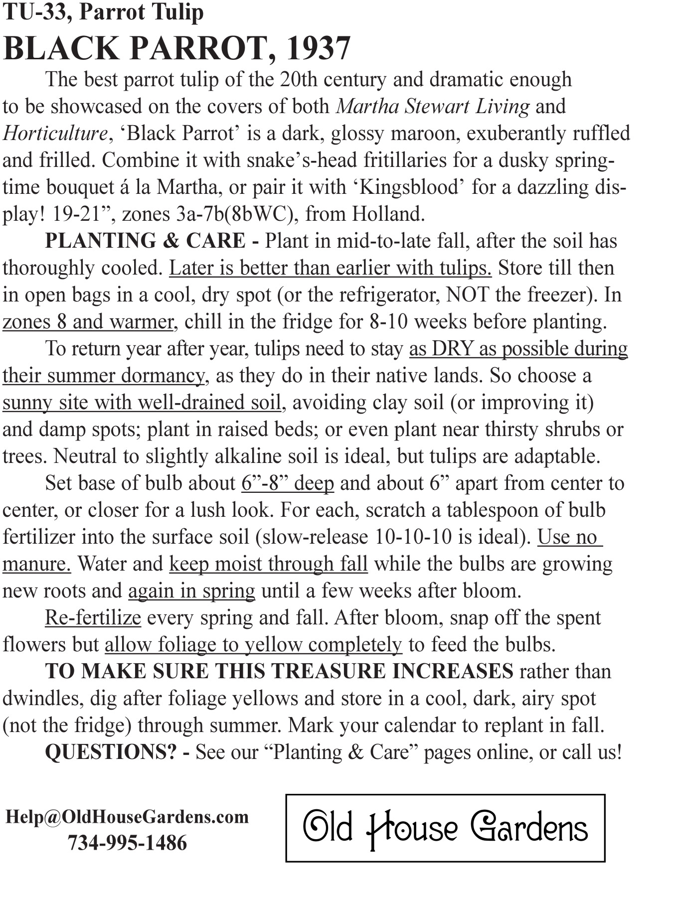 Black Parrot tulip bagtag
