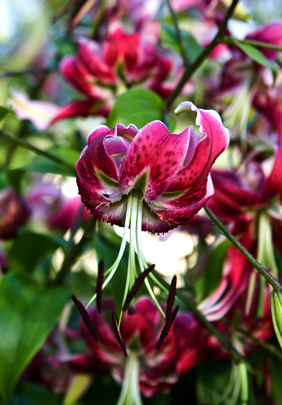 <i>New York Times</i> Praises Our Lilies – www.OldHouseGardens.com