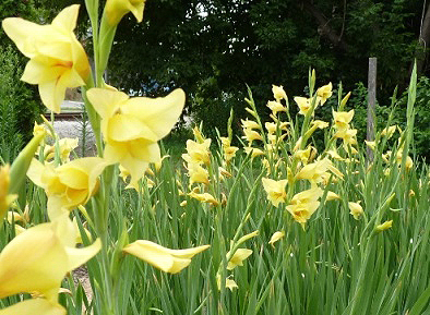 ‘Boone’ Rocks Amy’s Garden – and the Cover of <i>Fine Gardening</i> – www.OldHouseGardens.com