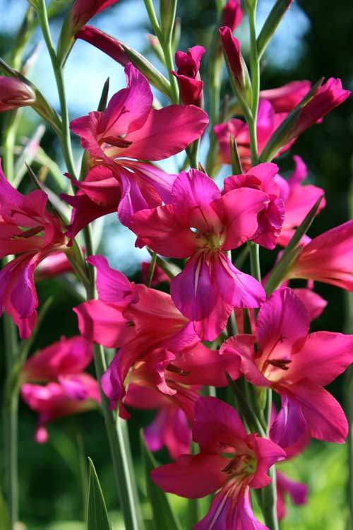 See Our Byzantine Glads in <i>Fine Gardening</i> – www.OldHouseGardens.com