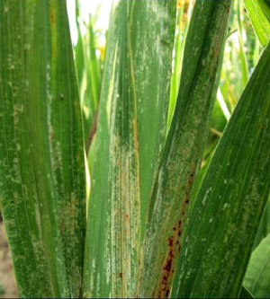 Sickly Glads? The Culprit May be Almost Invisible Thrips &ndsah; www.OldHouseGardens.com